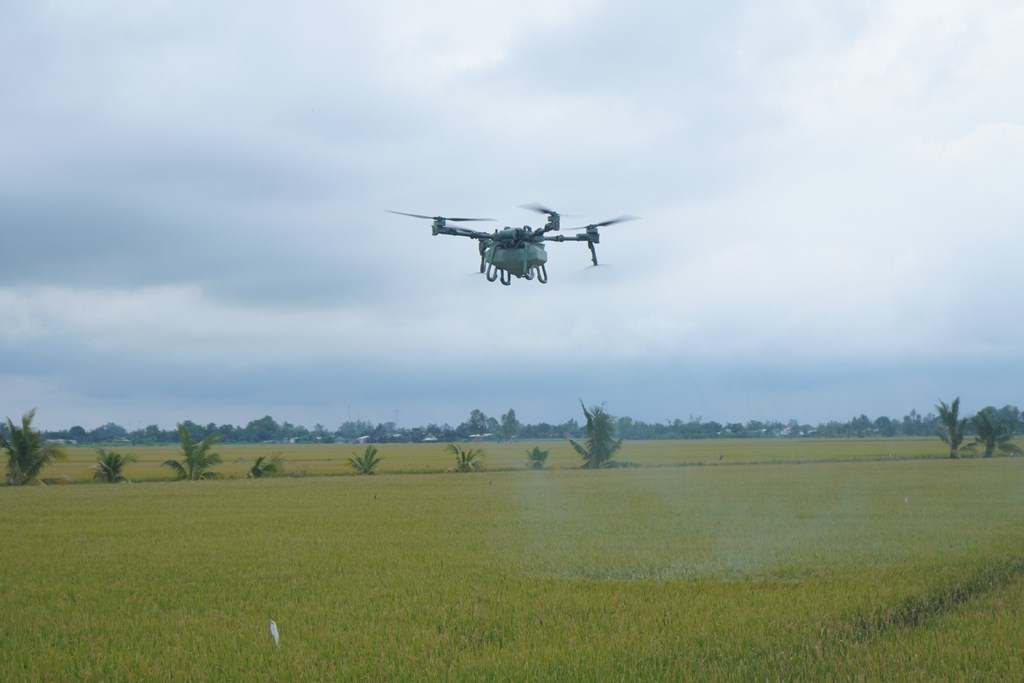 Hiệu quả từ mô hình ứng dụng máy bay không người lái trong canh tác lúa