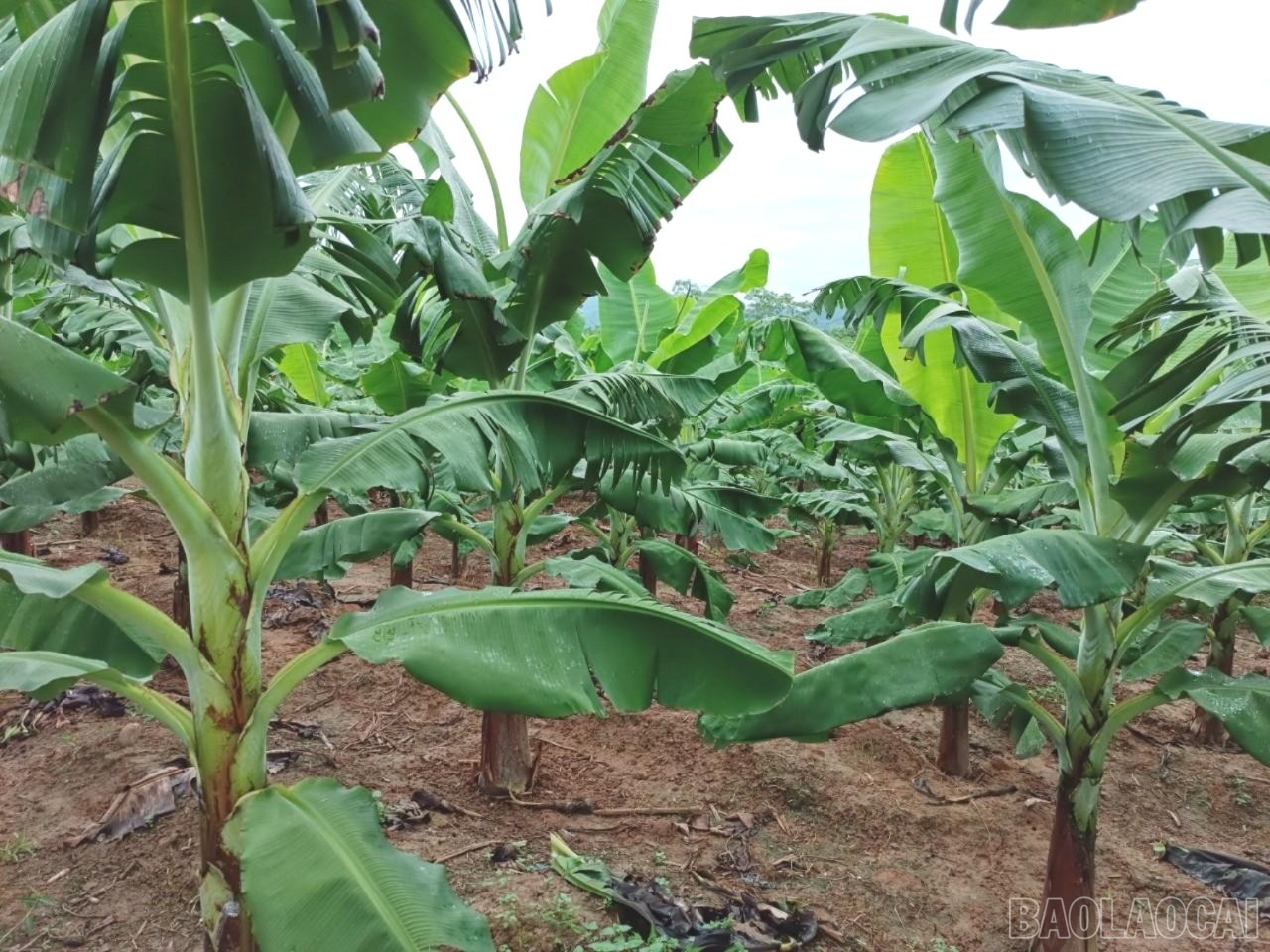 Lào Cai chuyển đổi 1.850 ha cây trồng kém hiệu quả